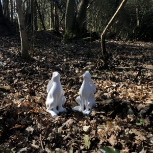 Bunnies in the woods